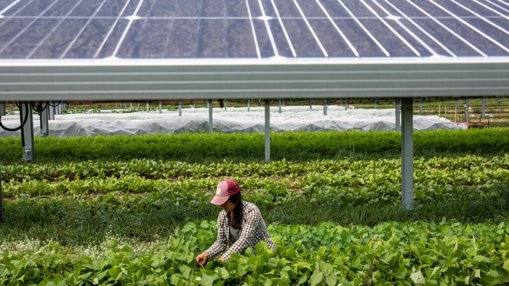 Farming with Solar Panels