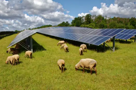 Farming with Solar Panels