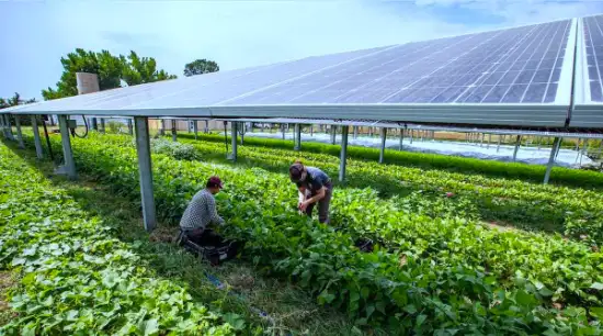 solar panels for planting